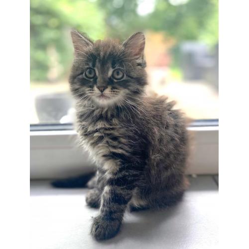 Maine coon kitten 650€