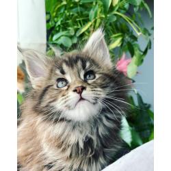 Maine Coon kitten