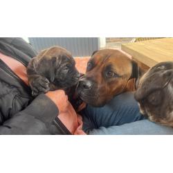 Boerboelpups