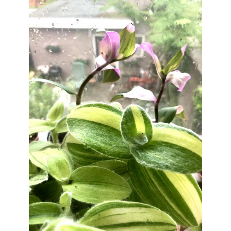 RARE Tradescantia Sillamontana Variegata, stekjes, kamerplant