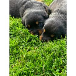 Mooie lieve Rottweiler pups