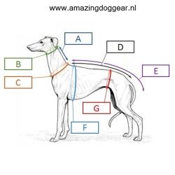 Softshell regenjasje voor een whippet - windhond