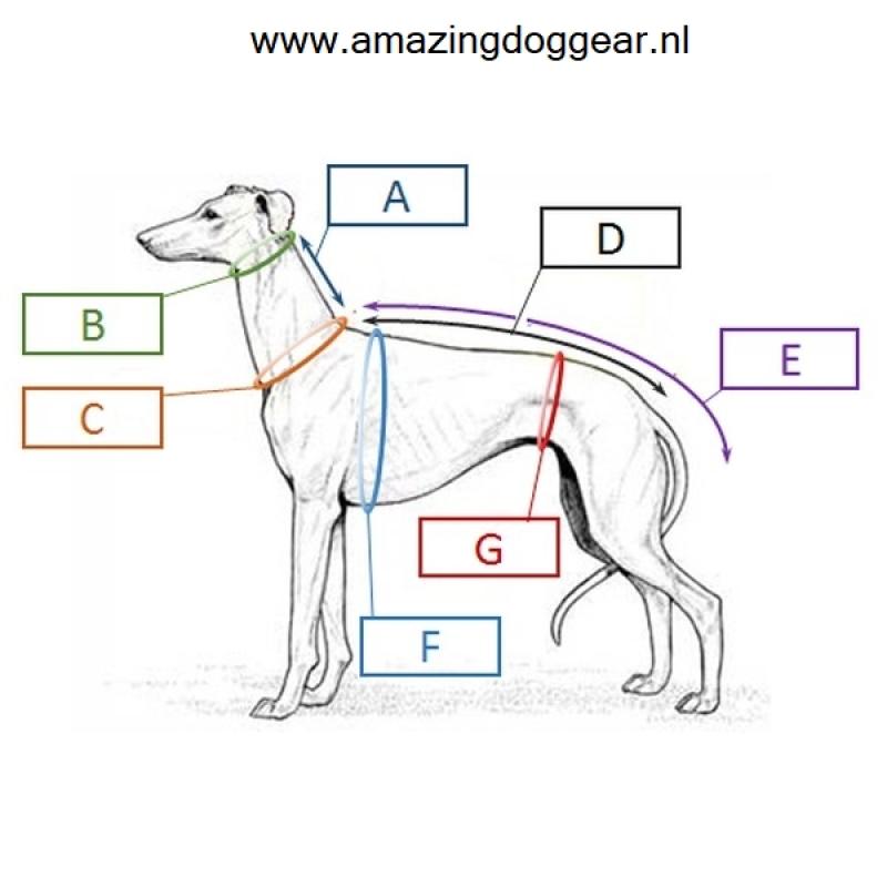 Softshell regenjasje voor een whippet - windhond