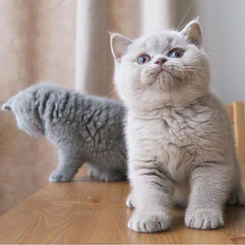 Prachtig Brits korthaar kitten ter adoptie.