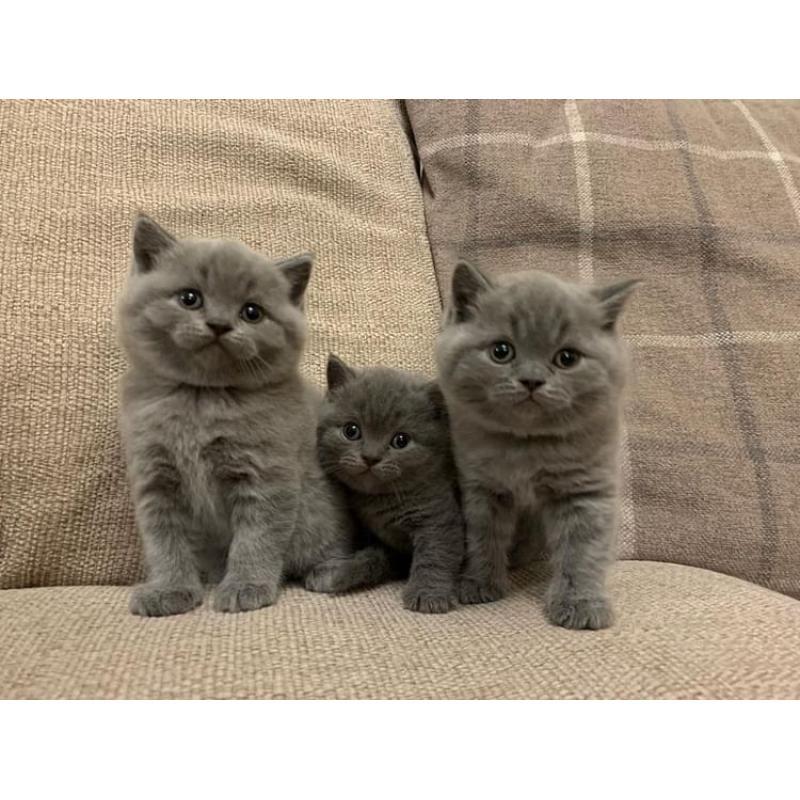 Super and beautiful British Shorthair kittens