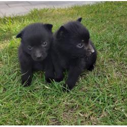 schipperke