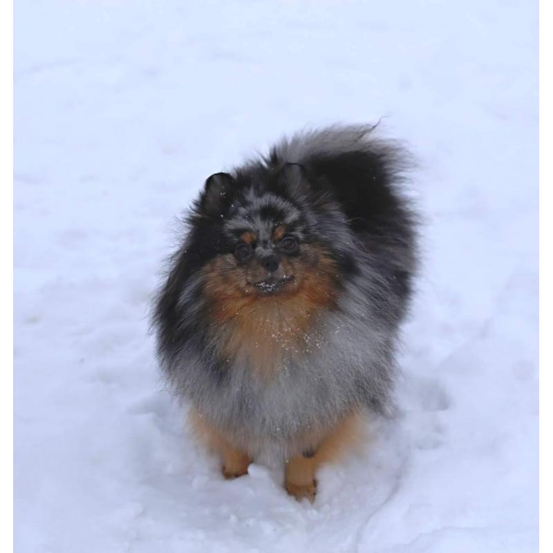 Pomeriaan | Pomeranian | Pup | FCI | Puppy | Stamboom | Pom