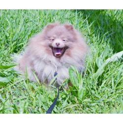 Pomeriaan | Pomeranian | Pup | FCI | Puppy | Stamboom | Pom