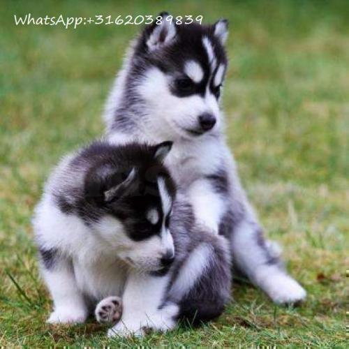 Lieve Siberische Husky Puppies whatsapp  31620389839