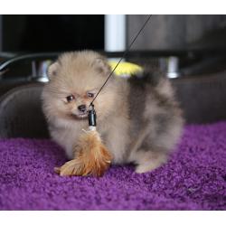 Pomeriaan | Pomeranian | Pup | FCI | Puppy | Stamboom | Pom