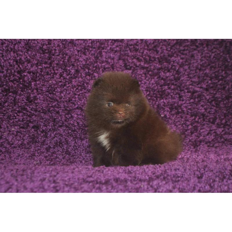 Pomeranian | Pomeriaan | Pom | FCI | Pup | Puppy | Stamboom