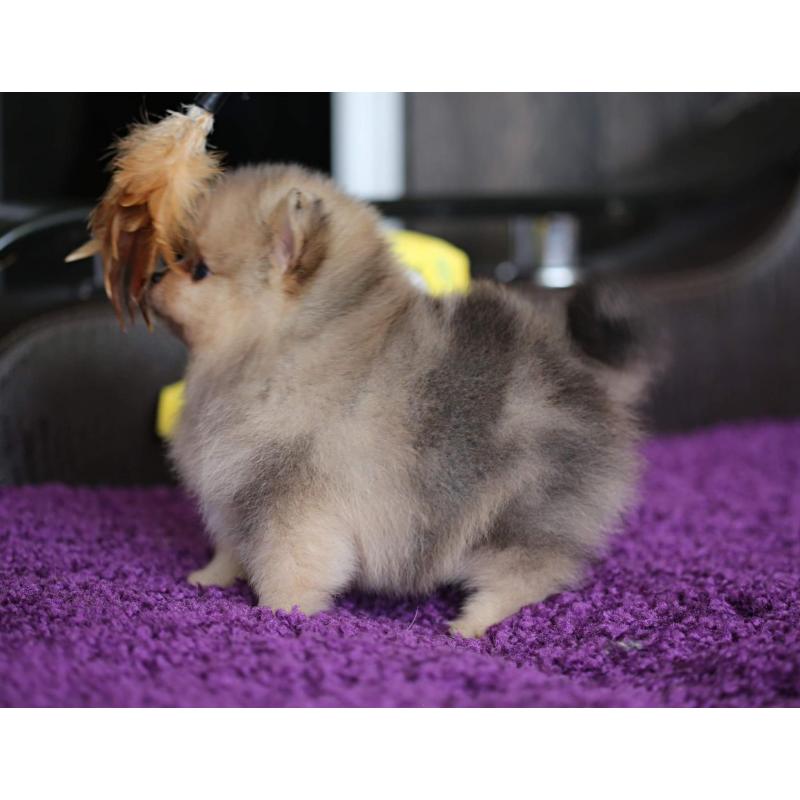 Pomeriaan | Pomeranian | Pup | FCI | Puppy | Stamboom | Pom