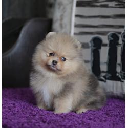 Pomeriaan | Pomeranian | Pup | FCI | Puppy | Stamboom | Pom