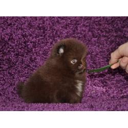 Pomeranian | Pomeriaan | Pom | FCI | Pup | Puppy | Stamboom