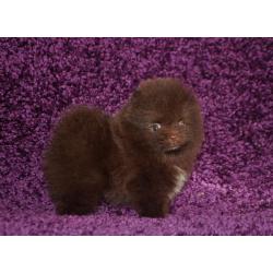 Pomeranian | Pomeriaan | Pom | FCI | Pup | Puppy | Stamboom