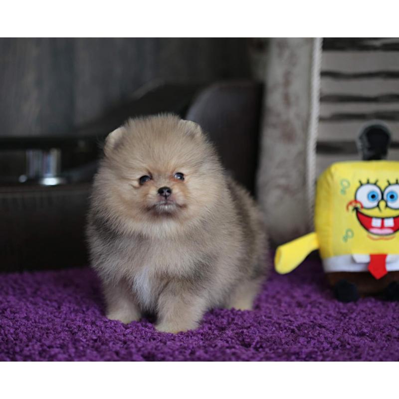 Pomeriaan | Pomeranian | Pup | FCI | Puppy | Stamboom | Pom