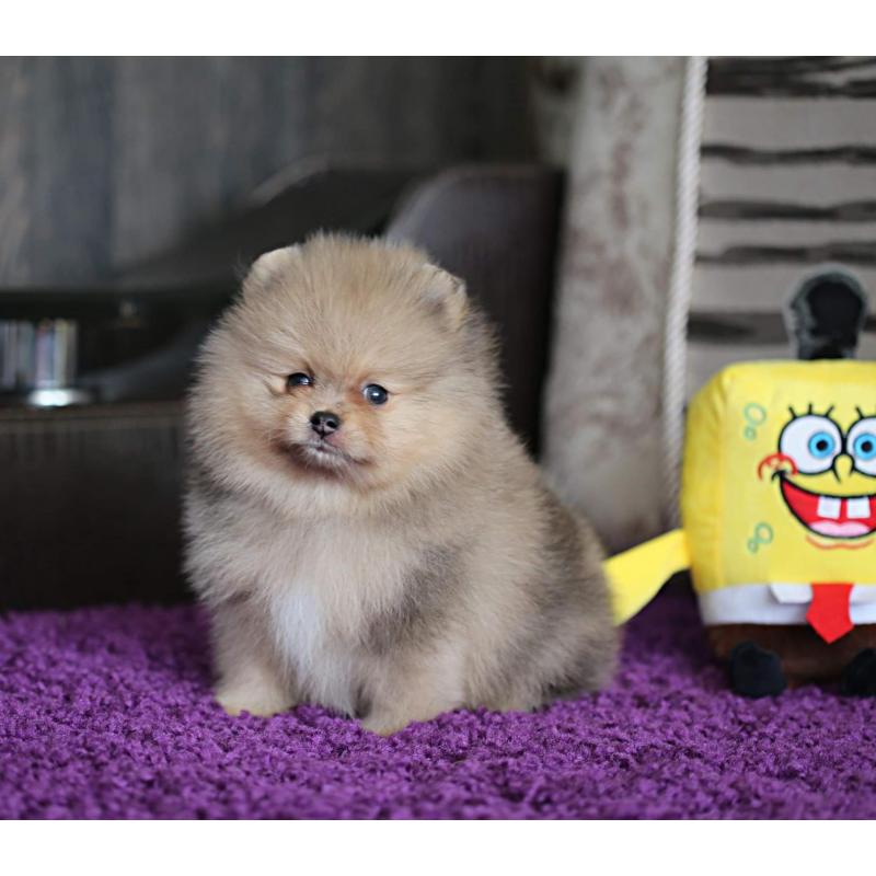 Pomeriaan | Pomeranian | Pup | FCI | Puppy | Stamboom | Pom