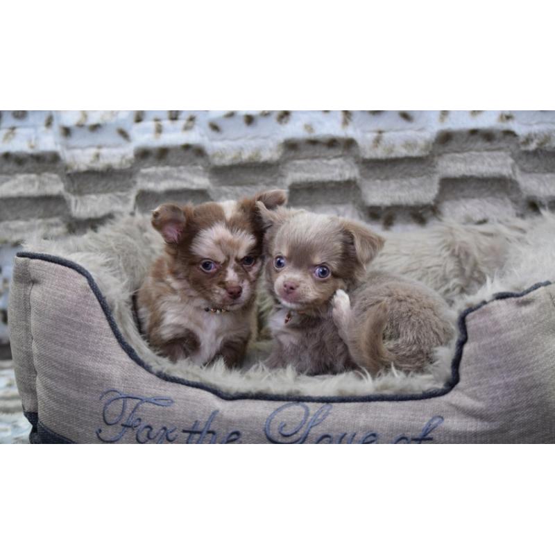 Chihuahua pups mini en t-cup lang en korthaar.