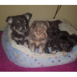 Chihuahua pups mini en t-cup lang en korthaar.