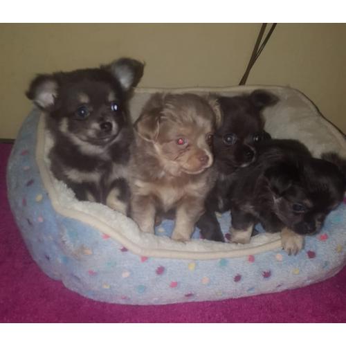 Chihuahua pups mini en t-cup lang en korthaar.