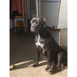 Te koop: Cane Corso pups