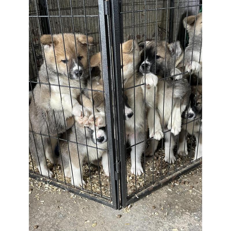 Akita pups