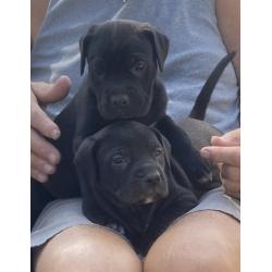 Te koop: Cane Corso pups