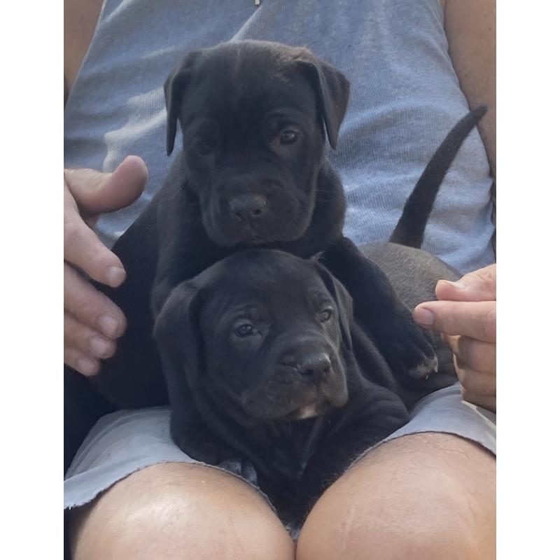 Te koop: Cane Corso pups