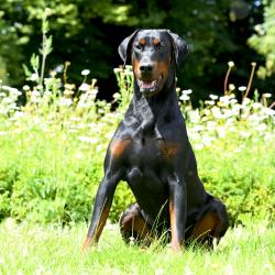 Dobermann pups met FCI stamboom (black & tan)