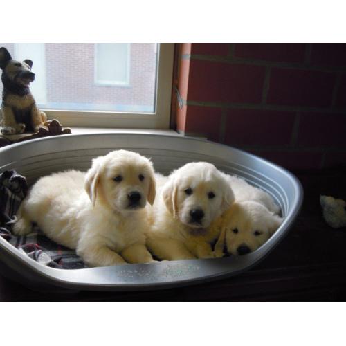 Mooie Golden Retriever pups .