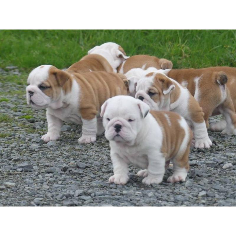 Prachtige Engelse bulldog pups beschikbaar.