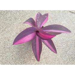 VERY RARE Tradescantia Pallida Pink Stripe