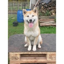 Shiba inu pups van particulier