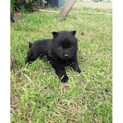 schipperke