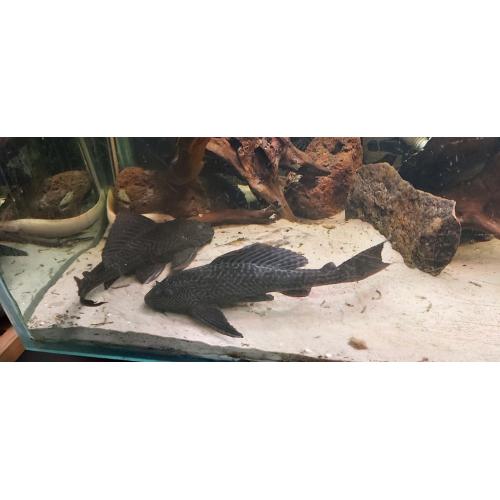 2 pleco&#039;s