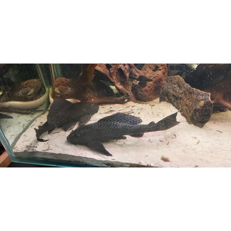 2 pleco&#039;s