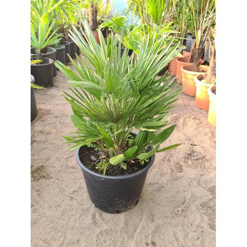 Palmboom winterhard Chamaerops humilis vulcano