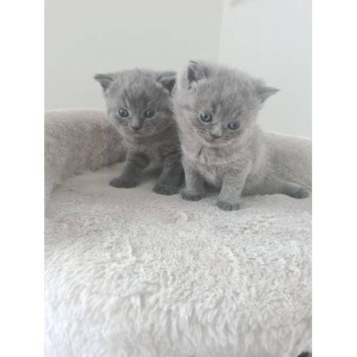 Britse korthaar kittens