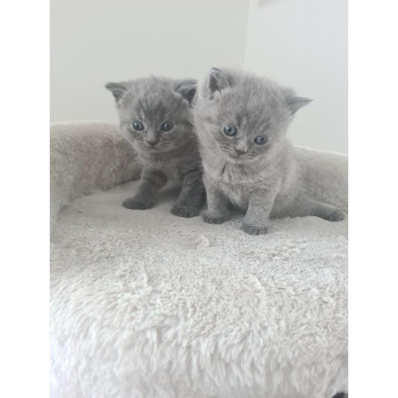 Britse korthaar kittens