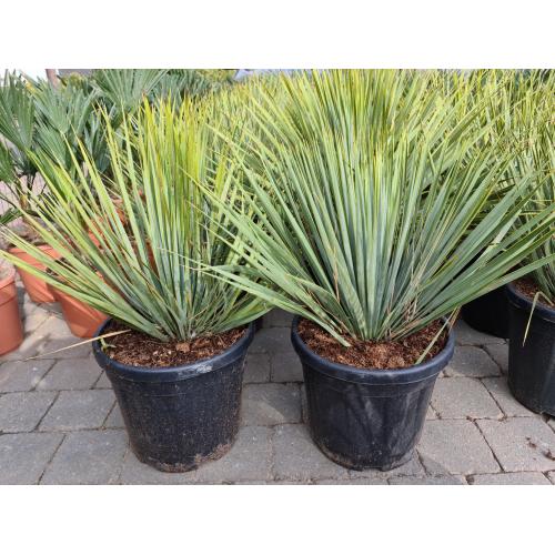 Yucca rostrata winterharde yucca