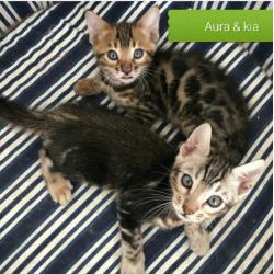 sphinx and Bengal kittens