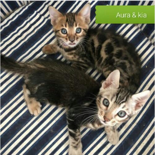 sphinx and Bengal kittens