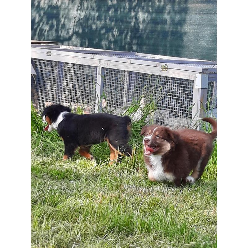 Mini american shepherds pups