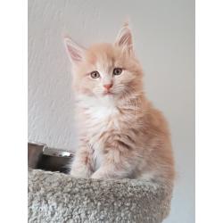 Maine coon kittens met stamboom