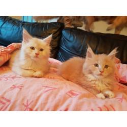 Maine coon kittens met stamboom