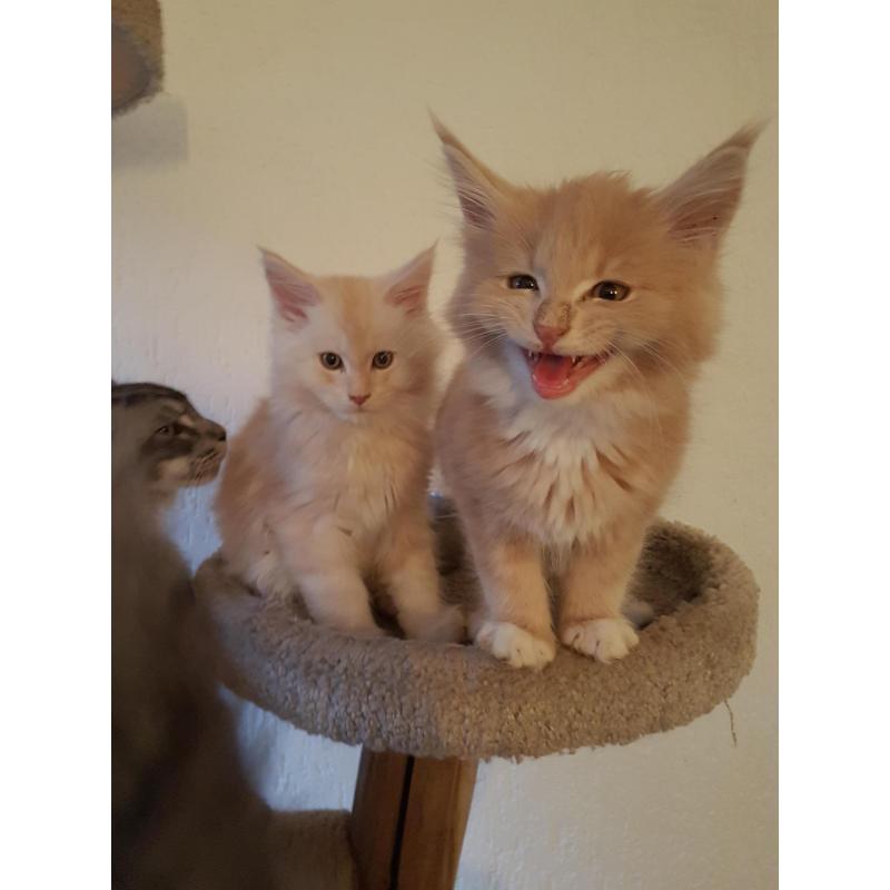 Maine coon kittens met stamboom