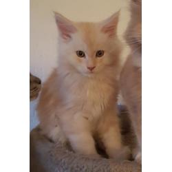 Maine coon kittens met stamboom