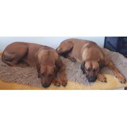 Rhodesian Ridgeback Pups