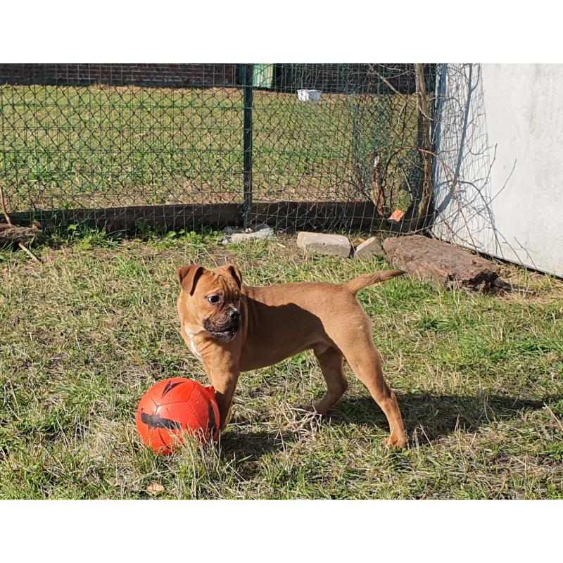 Old English Bulldog