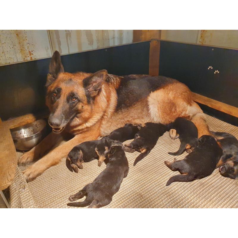 Te koop duitse  herder  Puppy.s  met stamboom